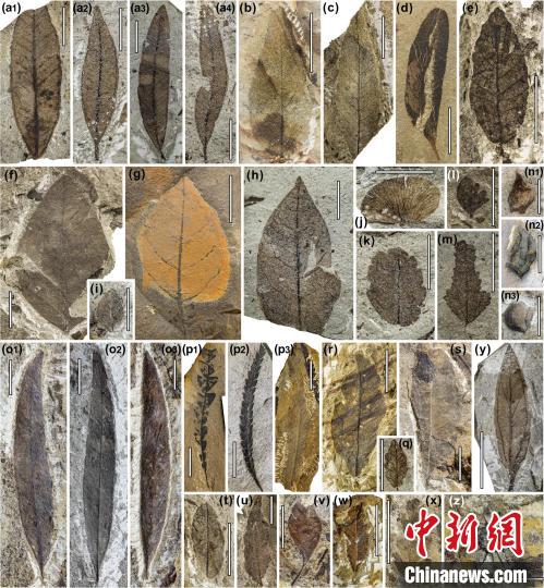中始新世熱魯化石植物群(4500萬(wàn)–4000萬(wàn)年前)。　中科院青藏高原所 供圖