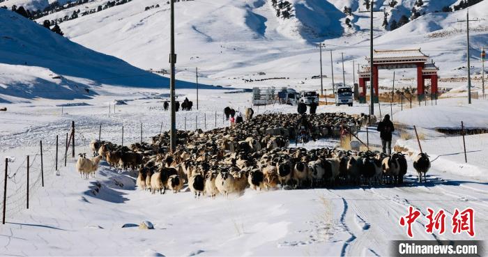 圖為村民在雪地上放牧?！《继m縣融媒體中心供圖