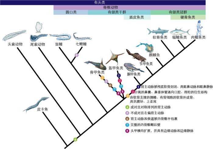 一些關(guān)鍵特征在脊索動物中的演化?！∶宪版?繪圖 攝