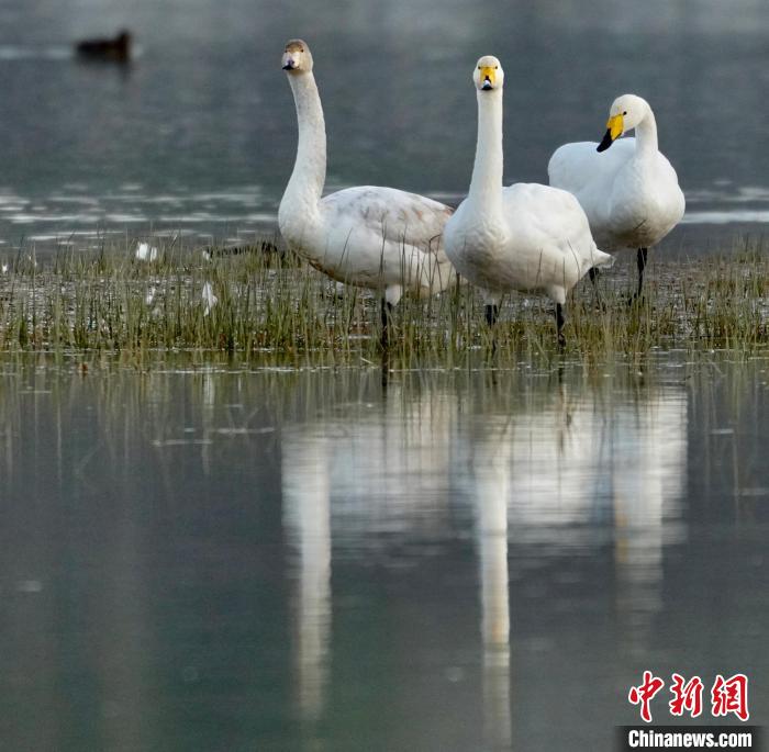 圖為三只大天鵝?！±钣穹?攝