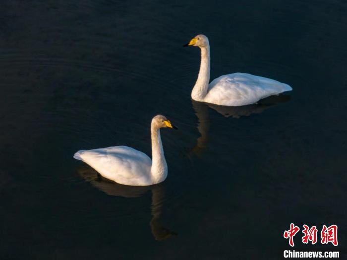 圖為兩只天鵝在湖中游蕩?！『螁⒔?攝