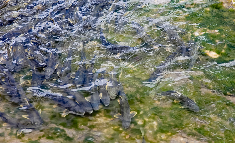 青海湖裸鯉（湟魚）洄游。周元峰攝