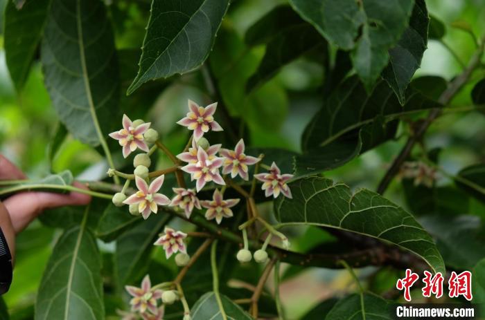 圖為古林箐近地保護(hù)的滇桐首次開花?！±顕?攝