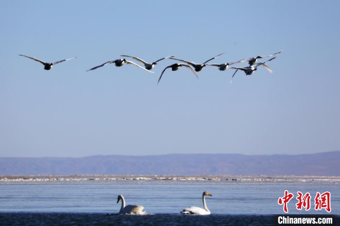 圖為大天鵝在青海湖上空飛翔?！●R怡睿 攝