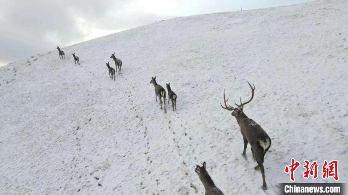 圖為馬鹿群在雪地里行走。　才仁 攝