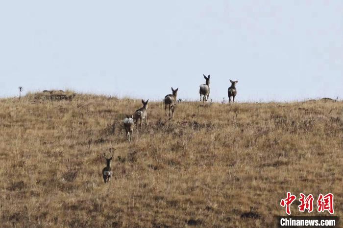 圖為狍鹿在山坡上漫步。　才項南加 攝