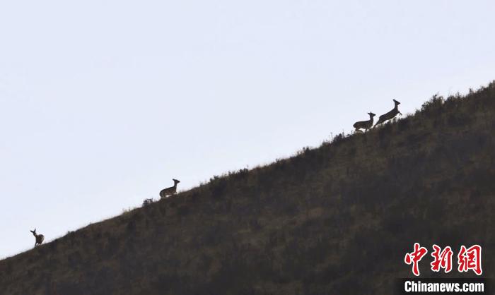 圖為狍鹿在山坡上漫步?！〔彭椖霞?攝