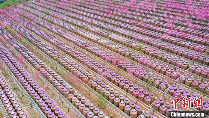 灼灼桃花惹人醉。　劉媛 攝