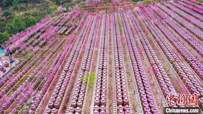 灼灼桃花惹人醉?！㈡?攝