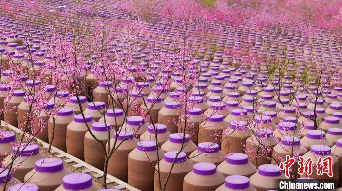 桃花和酒壇相映成趣?！∫足?攝