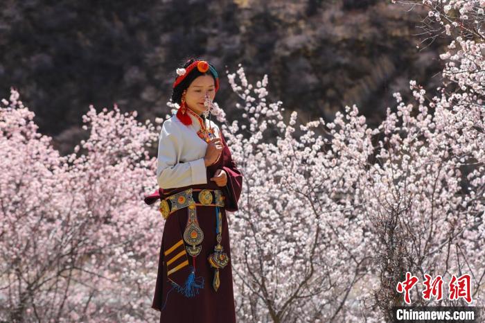 白玉縣河坡鎮(zhèn)桃花林間身穿民族服飾的藏族女孩?！“子袢诿?攝