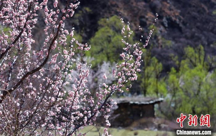白玉縣河谷間盛開的桃花?！“子袢诿?攝