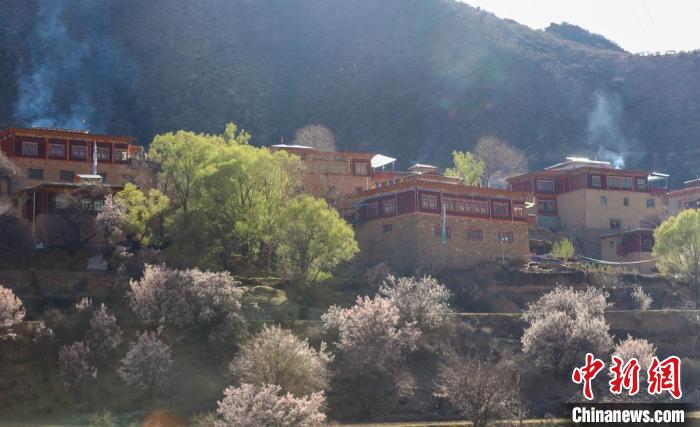 暖陽下白玉縣河坡鎮(zhèn)正在盛開的桃花與藏式民居?！“子袢诿?攝