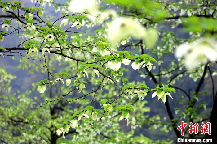 珙桐在春末夏初之際開花，花期較短?！螚?攝