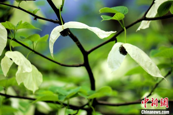 兩片潔白的花瓣隨風搖曳就像飛翔的白鴿?！螚?攝