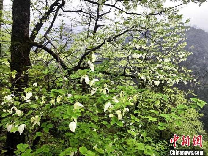 山谷兩側高大繁茂的珙桐樹?！螚?攝