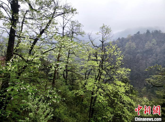 珙桐花朵潔白素雅，與青山雨霧融為一體?！螚?攝