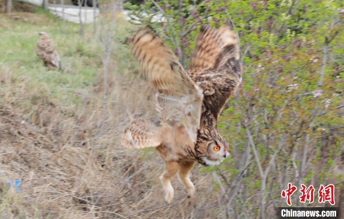圖為西寧野生動物園救護的雕鸮在西寧市放歸大自然?！●R銘言 攝