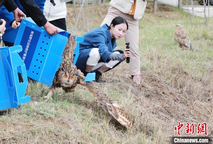 圖為西寧野生動物園救護的雕鸮在西寧市放歸大自然。　馬銘言 攝