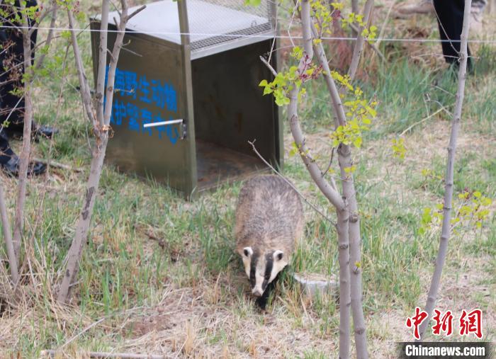 圖為西寧野生動物園救護的狗獾在西寧市放歸大自然?！●R銘言 攝