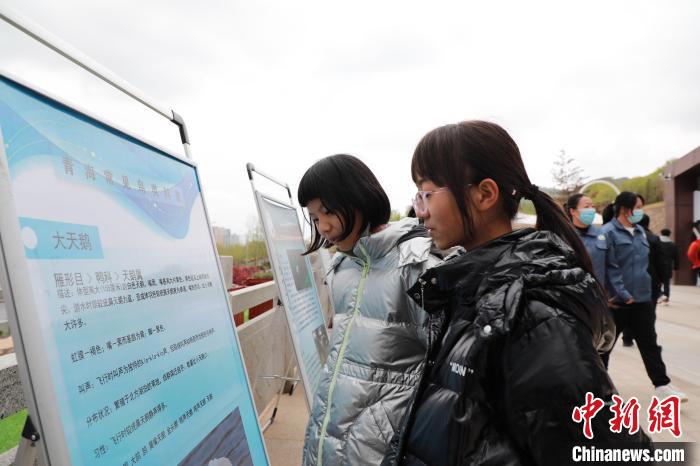 圖為學生通過展板了解青海常見鳥類?！●R銘言 攝