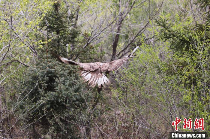 圖為西寧野生動物園救護的大鵟在西寧市放歸大自然?！●R銘言 攝