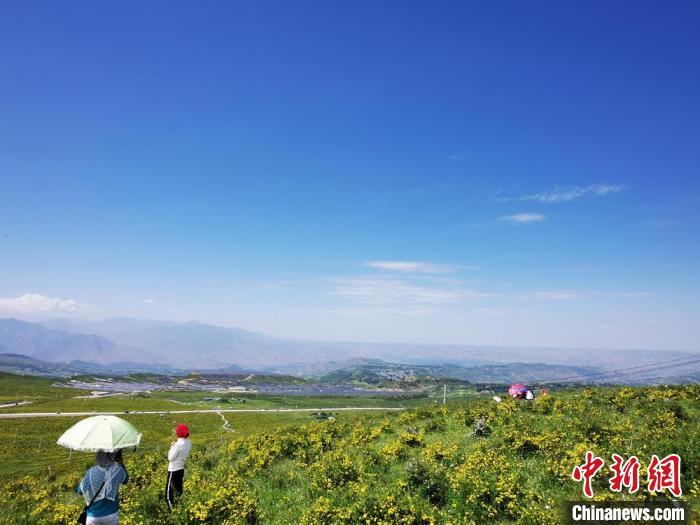 2020年07月07日拍攝于臨夏州積石山縣境內(nèi)，生態(tài)環(huán)境逐漸恢復(fù)，小黃花開(kāi)遍山間。(資料圖) 殷春永 攝