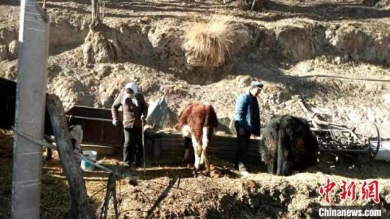 圖為孔繁福夫妻正在收拾牛圈。　李雋　攝