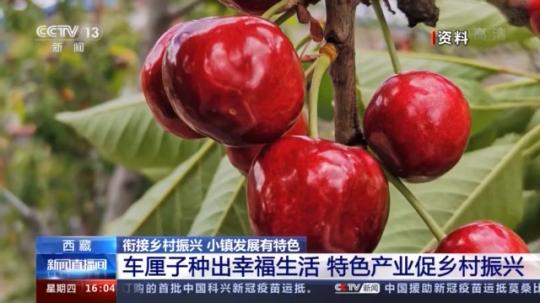 種蘑菇、養(yǎng)駱駝...。。特色產(chǎn)業(yè)助力鄉(xiāng)村振興走新路