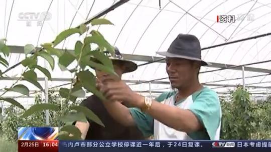種蘑菇、養(yǎng)駱駝...。。特色產(chǎn)業(yè)助力鄉(xiāng)村振興走新路