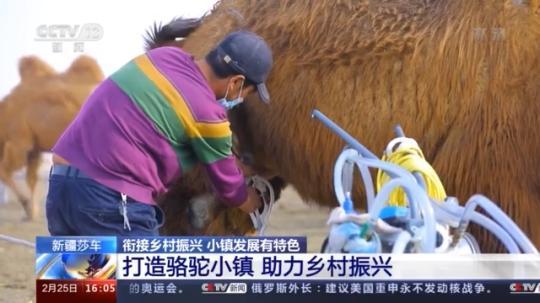 種蘑菇、養(yǎng)駱駝...。。特色產(chǎn)業(yè)助力鄉(xiāng)村振興走新路
