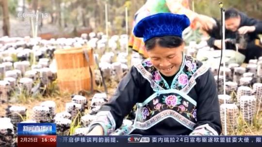 種蘑菇、養(yǎng)駱駝...。。特色產(chǎn)業(yè)助力鄉(xiāng)村振興走新路
