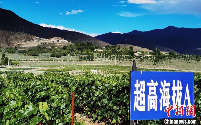 圖為桑日縣種植的葡萄?！∩侥仙Ｈ湛h委宣傳部提供
