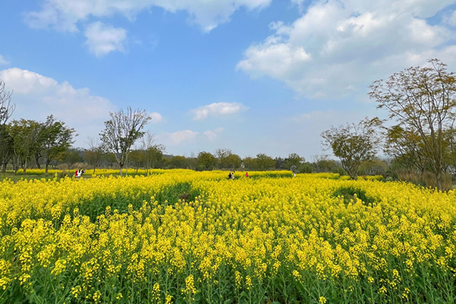 每到油菜花季，就有市民相約到重慶廣陽島上踏青賞花。鄒樂攝