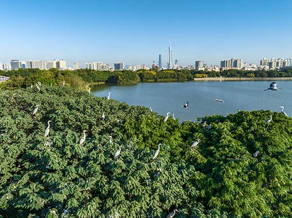 廣州海珠國(guó)家濕地公園一角。公園供圖