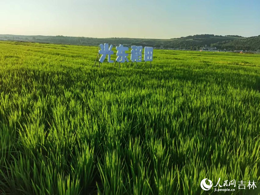 光東村稻田風(fēng)景美如畫（資料圖片）。人民網(wǎng)記者 王海躍攝