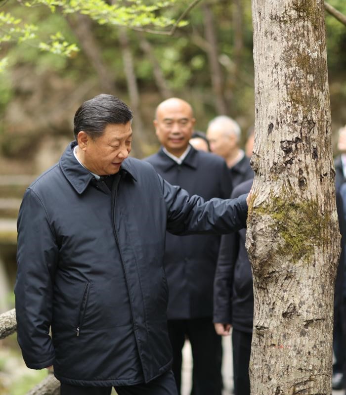 2020年4月20日，中共中央總書記、國家主席、中央軍委主席習(xí)近平在陜西考察調(diào)研。這是習(xí)近平在位于商洛市柞水縣的秦嶺牛背梁國家級自然保護(hù)區(qū)，考察秦嶺生態(tài)保護(hù)情況。 新華社記者 鞠鵬 攝