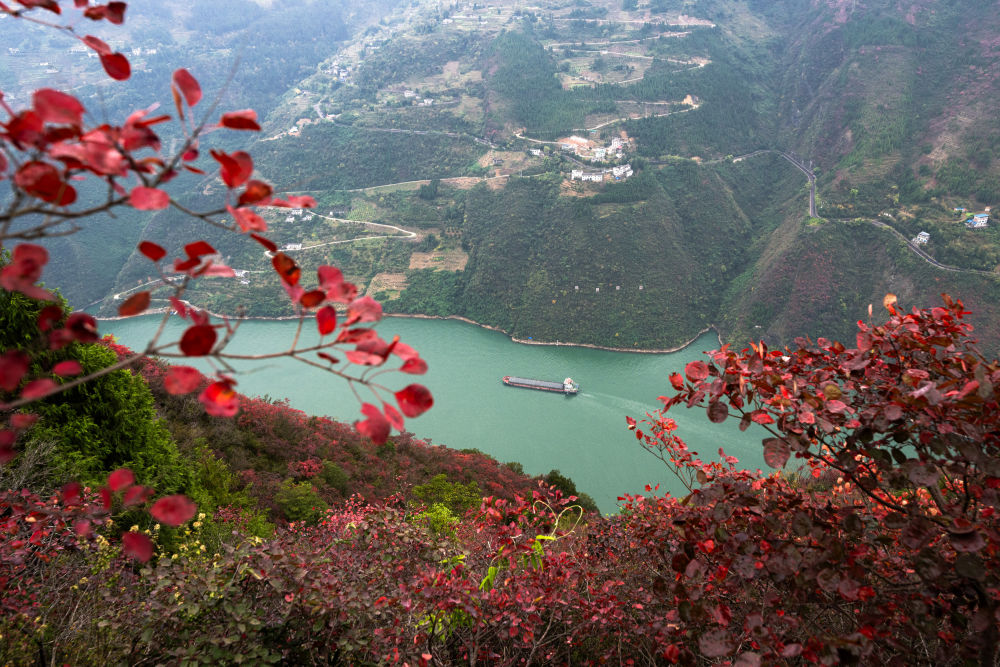 船舶行駛在紅葉掩映下的長江三峽重慶市巫山縣水域（2023年11月30日攝）。新華社記者 肖藝九 攝