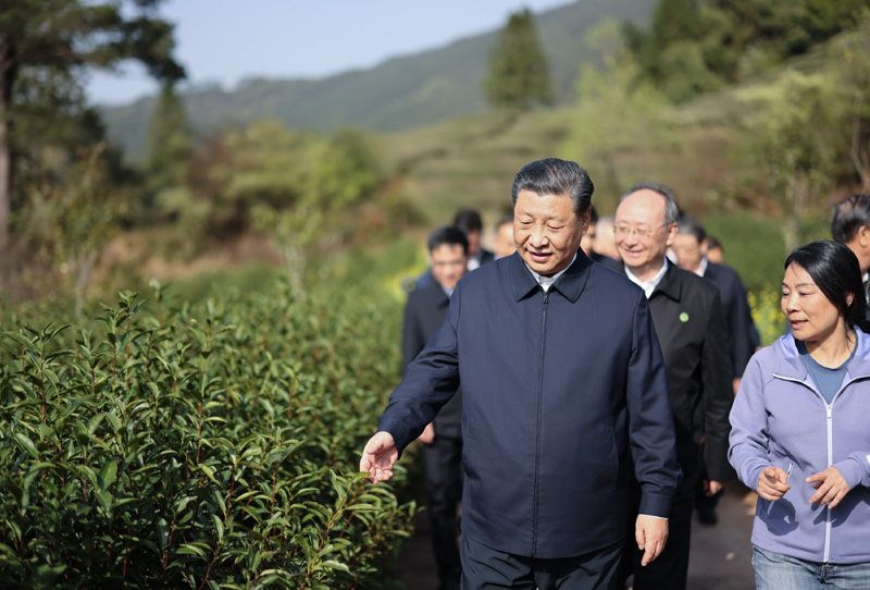 2021年3月22日下午，習(xí)近平在福建省南平市武夷山市星村鎮(zhèn)燕子窠生態(tài)茶園，察看春茶長勢，了解當(dāng)?shù)夭璁a(chǎn)業(yè)發(fā)展情況。