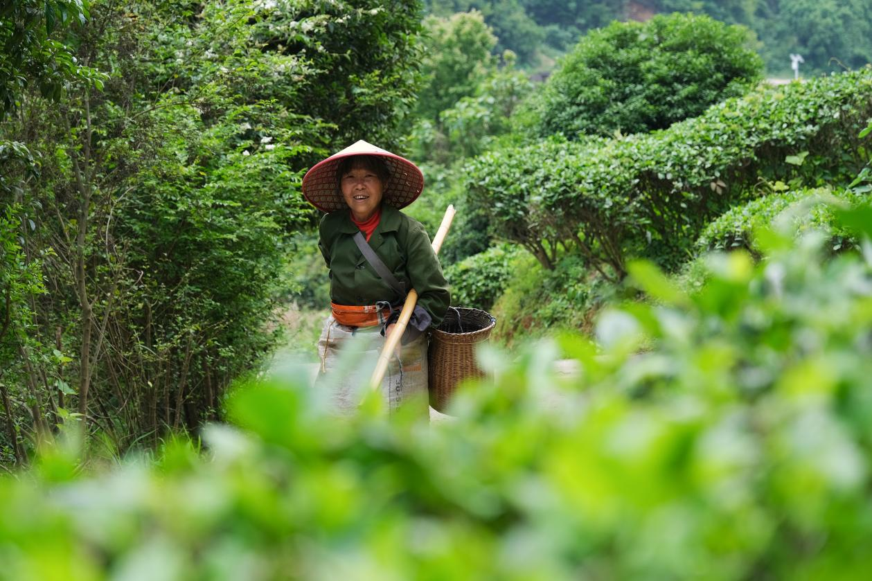 2024年4月24日，湖南省衡陽市耒陽市龍?zhí)伶?zhèn)江頭貢茶葉種植專業(yè)合作社，村民在茶山采摘茶葉，實(shí)現(xiàn)了家門口就業(yè)。