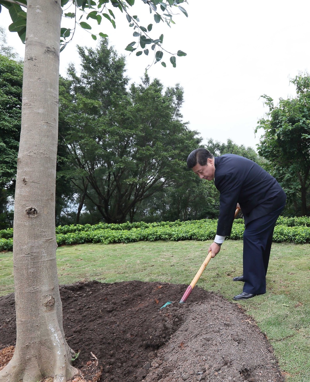 2012年12月8日，習近平在深圳蓮花山公園種下一棵高山榕樹。
