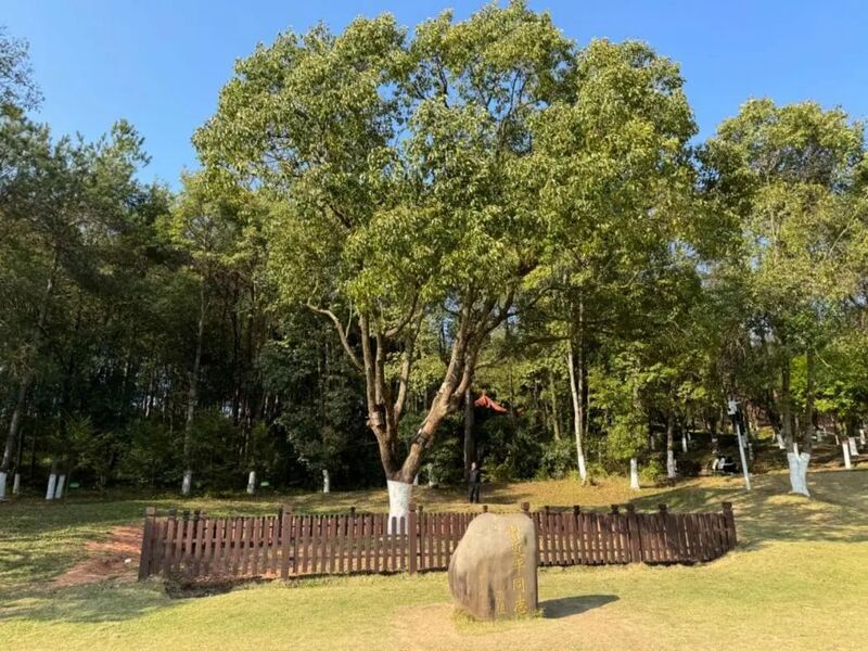 習(xí)近平同志為福建省長(zhǎng)汀縣水土保持科教園捐種的香樟樹。圖源：學(xué)習(xí)時(shí)報(bào)