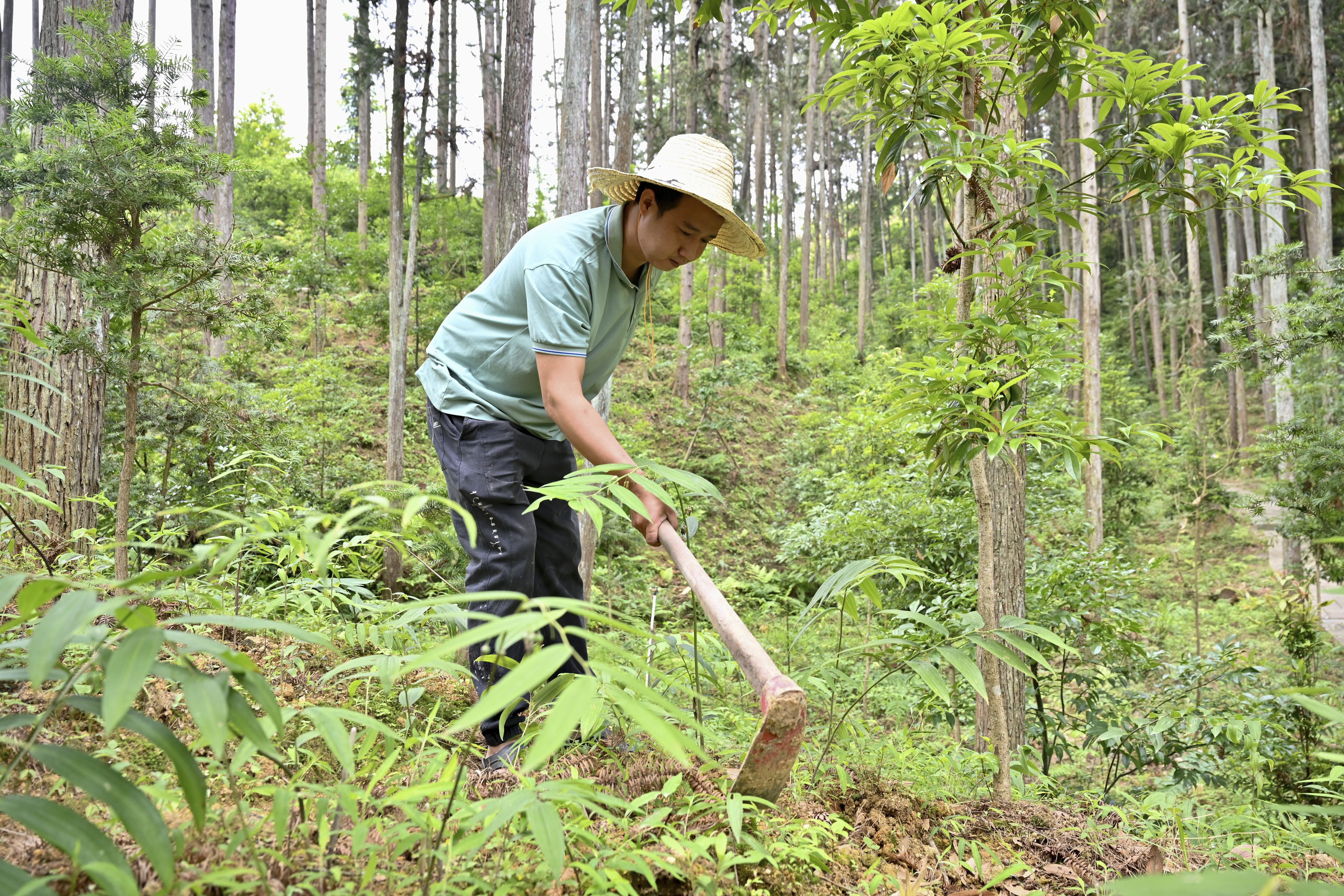 2024年5月9日，福建省三明市馬巖林下經(jīng)濟種植示范基地工人在管理林下種植的多花黃精。