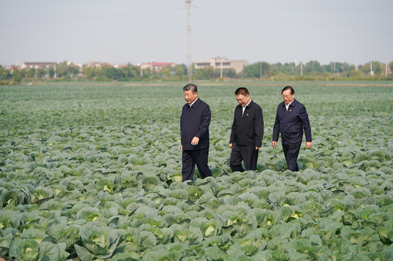2024年11月5日，習(xí)近平總書記在湖北嘉魚潘家灣鎮(zhèn)十里蔬菜長廊考察。