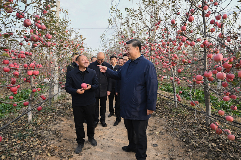 2022年10月26日，習(xí)近平總書記在陜西省延安市安塞區(qū)高橋鎮(zhèn)南溝村的蘋果園里同老鄉(xiāng)們親切交流。
