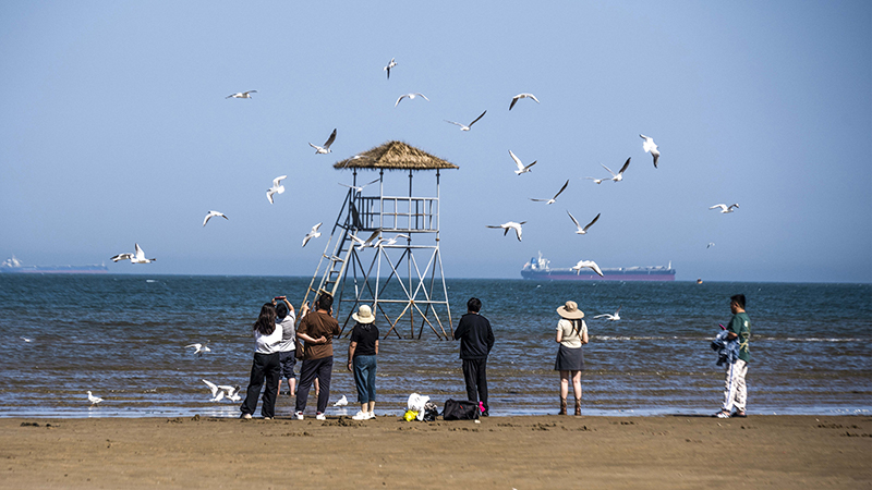 2024年5月12日，河北秦皇島，北戴河鴿子窩公園成群海鷗在天空中自由翱翔，與大海、藍(lán)天構(gòu)成了一幅美麗的畫(huà)卷。