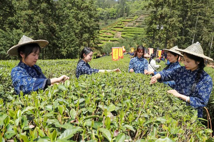 2025年4月13日，福建武夷山市星村鎮(zhèn)朝陽村茶農(nóng)在生態(tài)茶園展示采茶。新華社發(fā)（邱汝泉 攝）