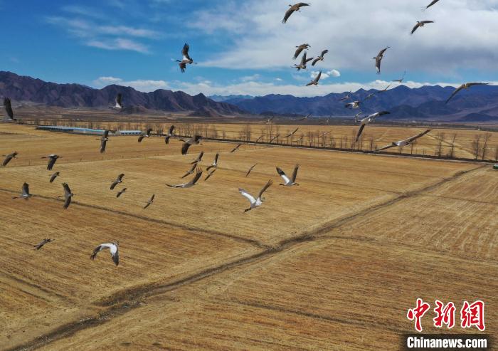 圖為黑頸鶴在拉薩市林周縣境內(nèi)飛翔?！∝暩聛?lái)松 攝