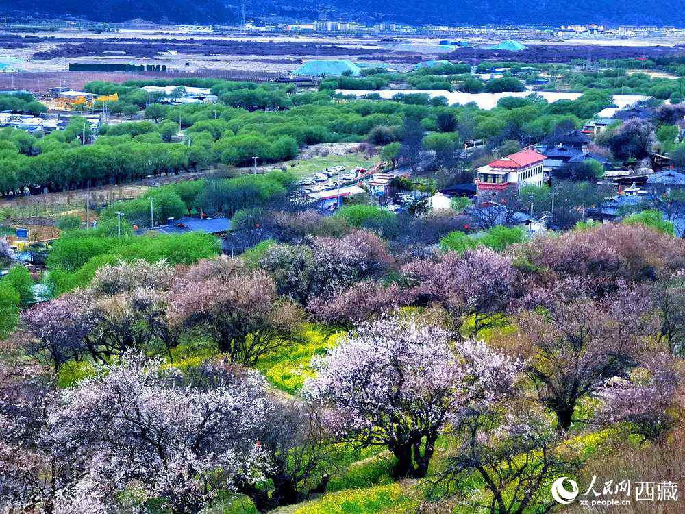 漫山開放的野桃花。人民網(wǎng) 李海霞攝