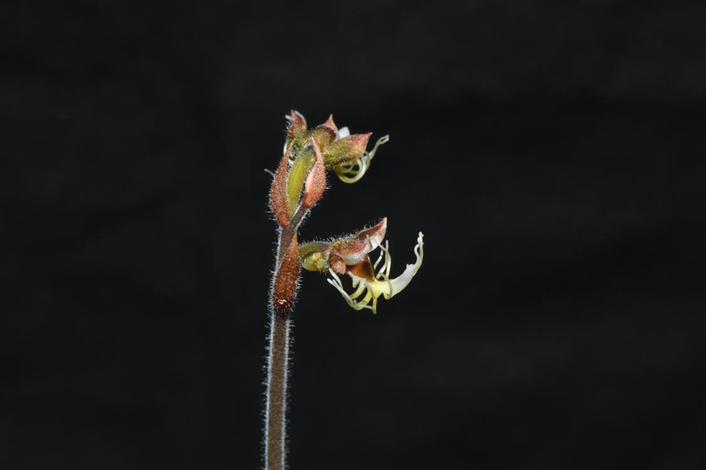 墨脫金線蘭。金效華攝